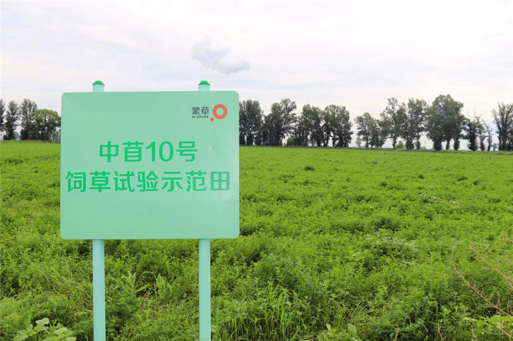 厚植“绿色家底”，苜蓿新品种推动生态可持续发展